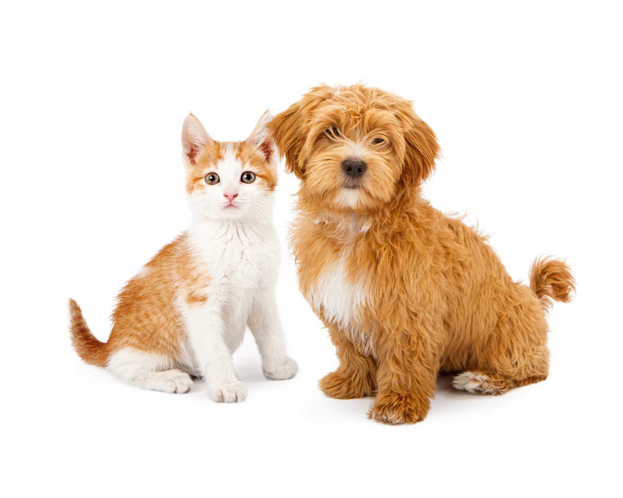 dog and cat together